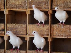 Les pigeons de nos éleveurs